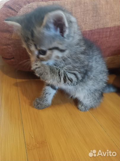 Отдадим котят
