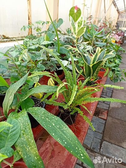 Комнатные растения для дома и офиса