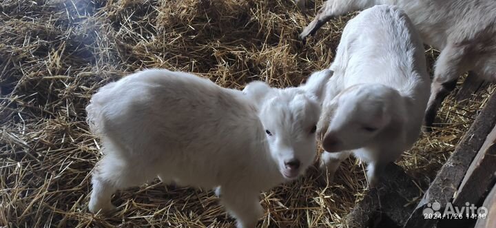 Козы и козлята, Ягнята, свиньи и поросята