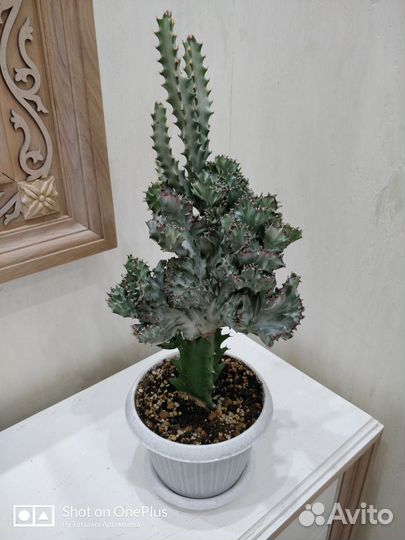 Эуфорбия и другие комнатные цветы