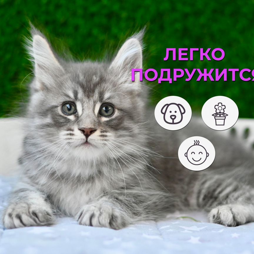 Котенок мальчик мейн-кун