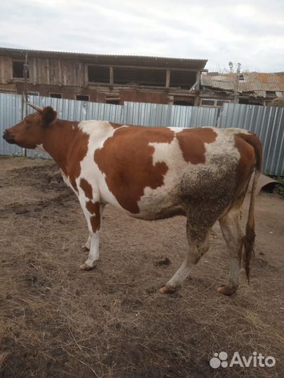 Продам корову с теленком