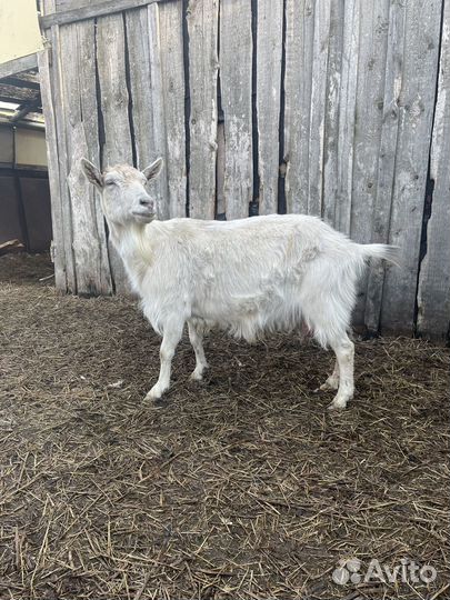 Козы дойные