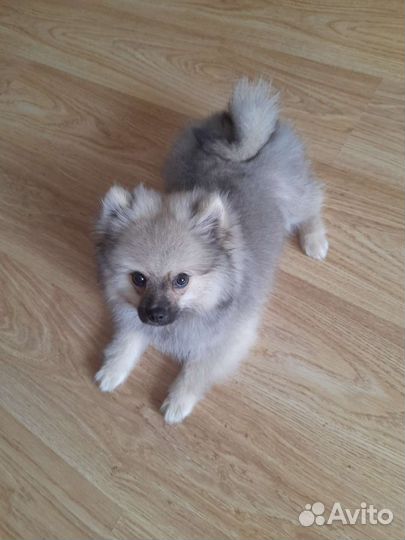 Померанский шпиц мини