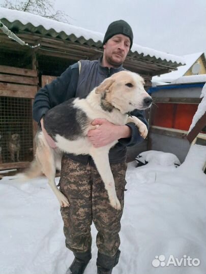 Собака в приюте