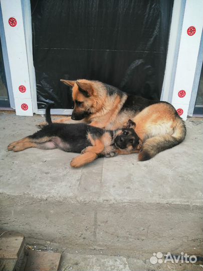 Домашние животные собаки щенки