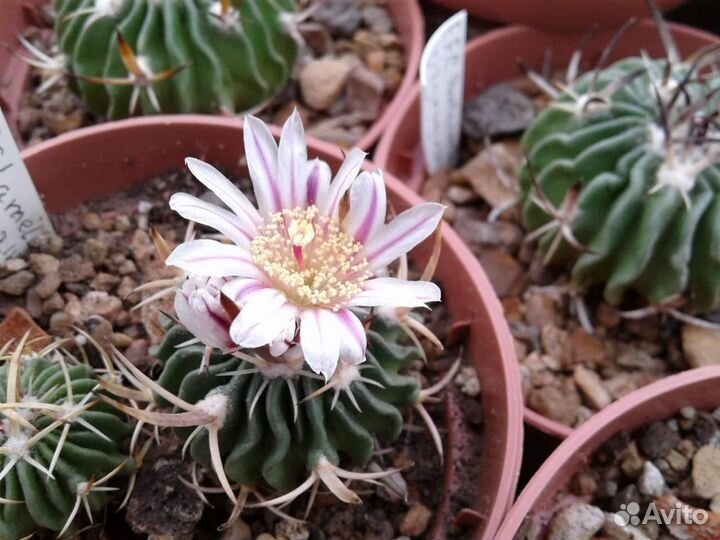 Цветущие кактусы