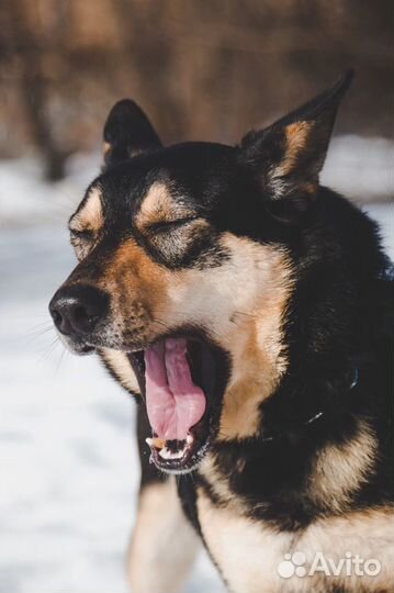 Бони ищет дом