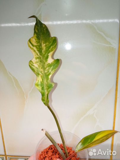 Филодендрон карамель вариегатная