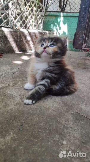 Кошки в добрые руки