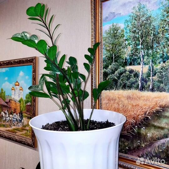 Замиокулькас