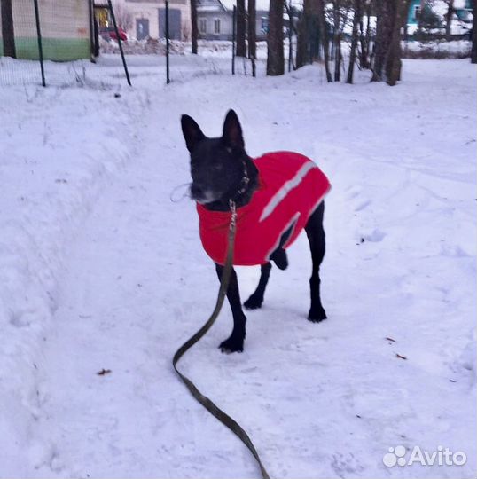 Чарли ищет семью