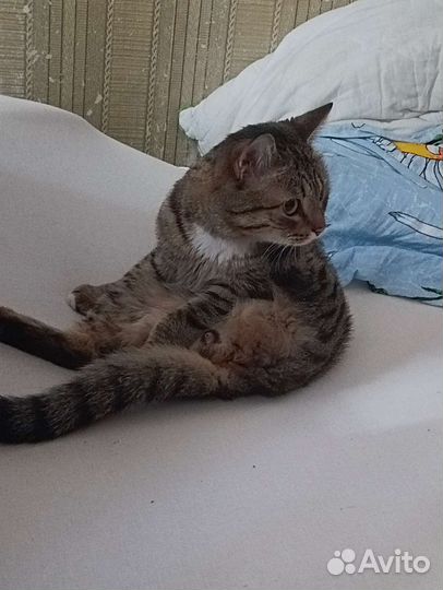 Котёнок ищет старых или новых хозяев