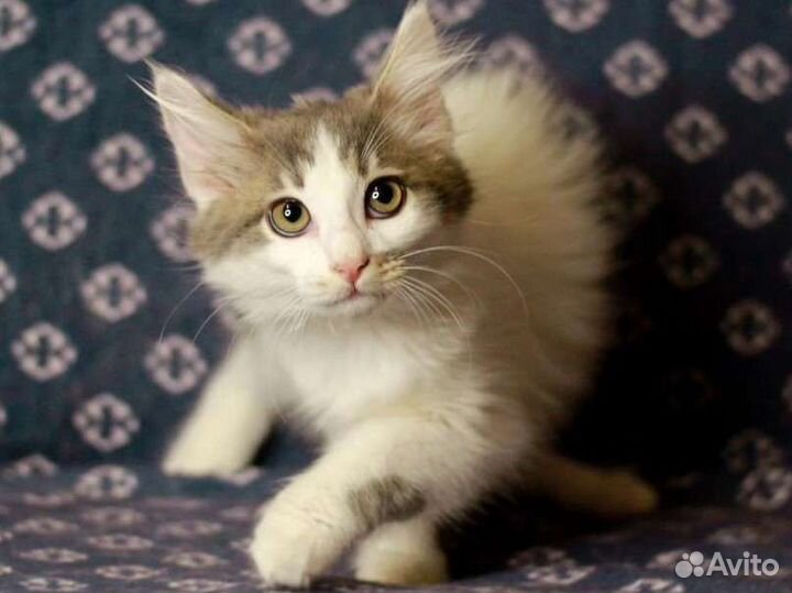 Котенок в добрые руки