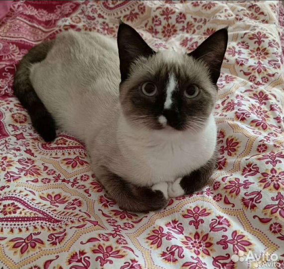 Сноу шу редкая порода 