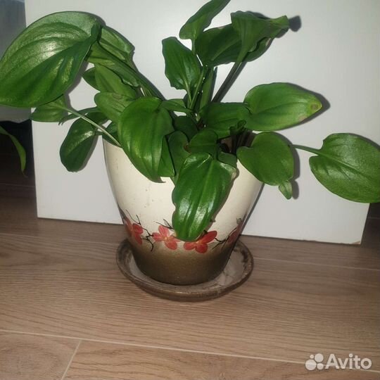 Алоэ Дримиопсис Кашпо Комнатные растения Цветы