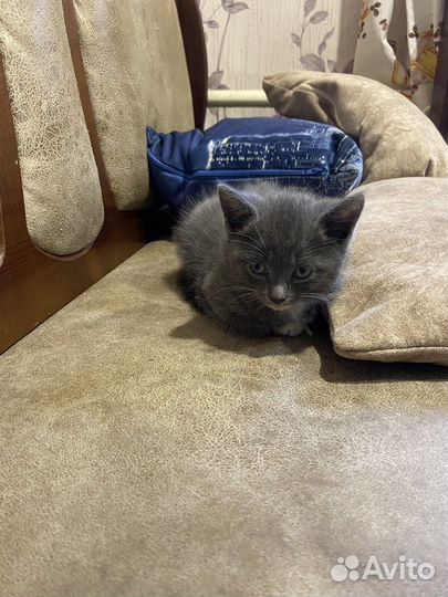 Котейка британец