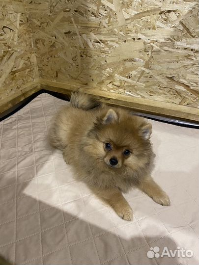 Шпиц девочка