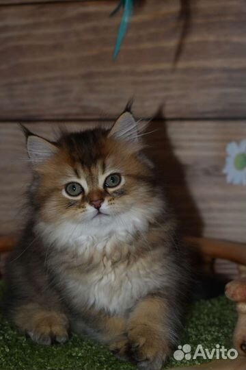 Котята золотые шиншиллы
