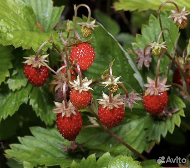 Саженцы земляника ремонтантная, клубника садовая