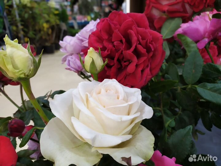 Саженцы розы Ла Пела