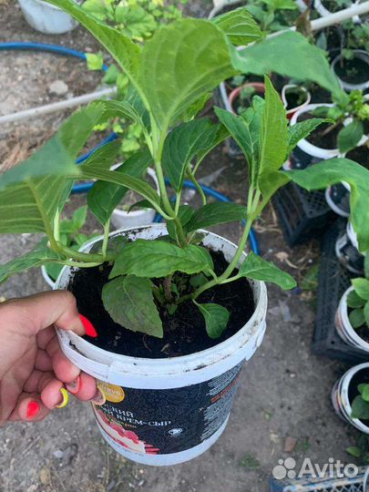 Гортензия Хамелеон