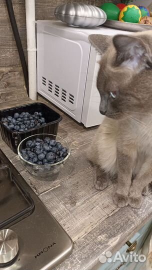 Милый котик