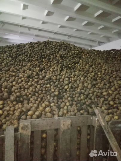 Картофель мелкий на корм скоту