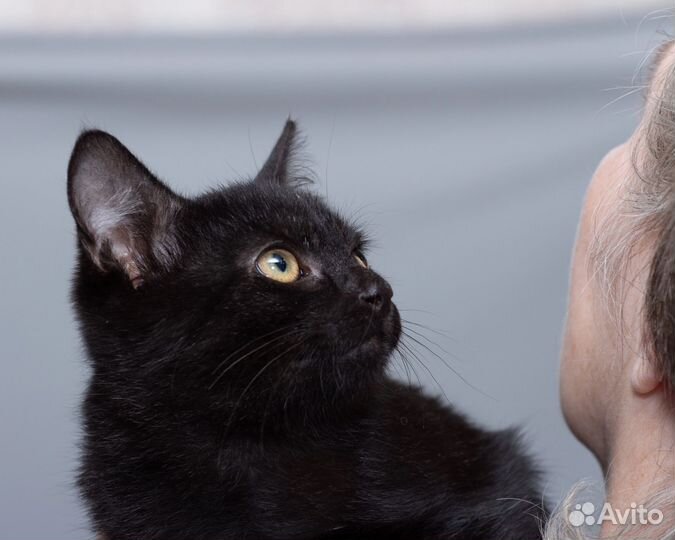 Котёнок Чара
