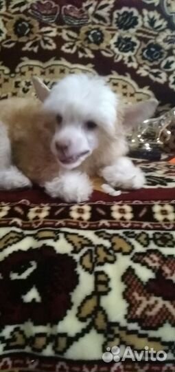 Китайская хохлатая пуховая