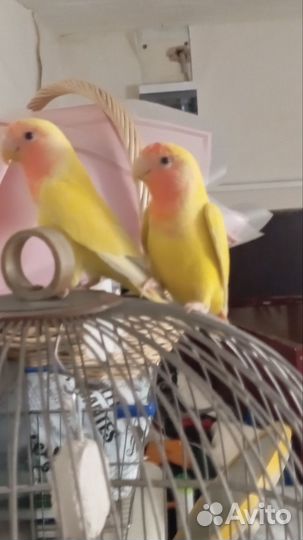 Попугай неразлучники пара с клеткой