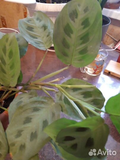 Комнатные цветы