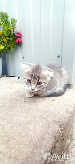 Кошка в дар