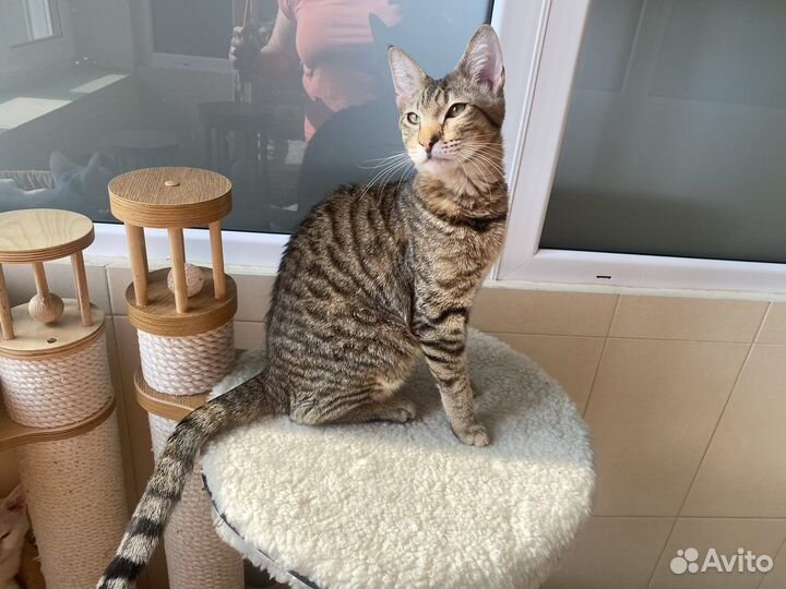 Чаузи котик Геракл