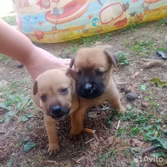 Щенки бесплатно