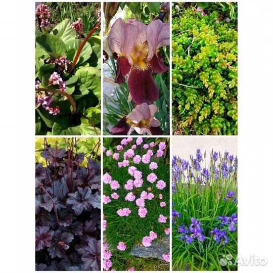 Многолетники для вашего сада