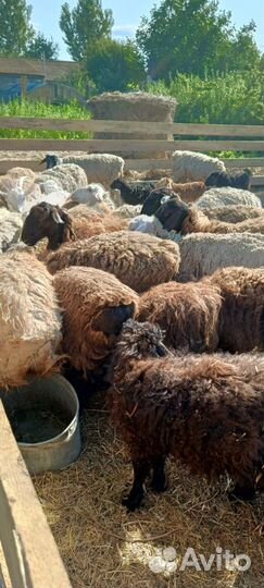 Продам овец эдильбаев