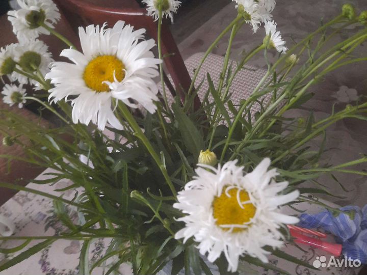 Ромашка махровая, белая, куст, поздняя