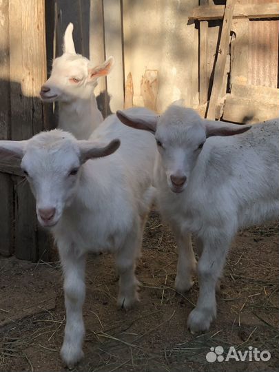Коза дойная