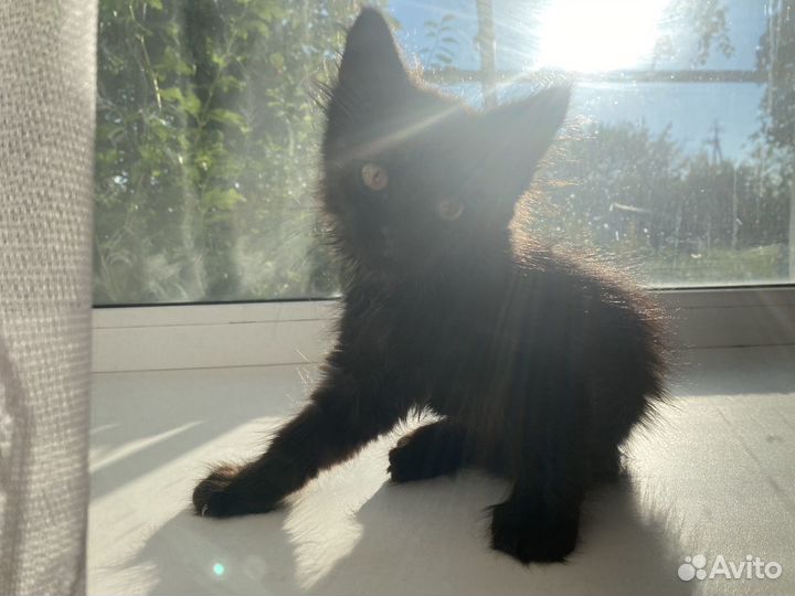 Кошка в дар бесплатно