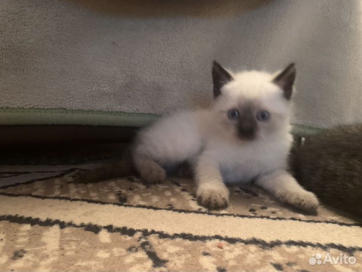 Котята сиамские