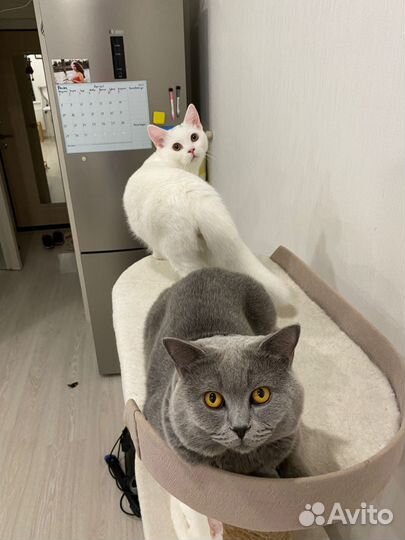 Британские котята белые (м)