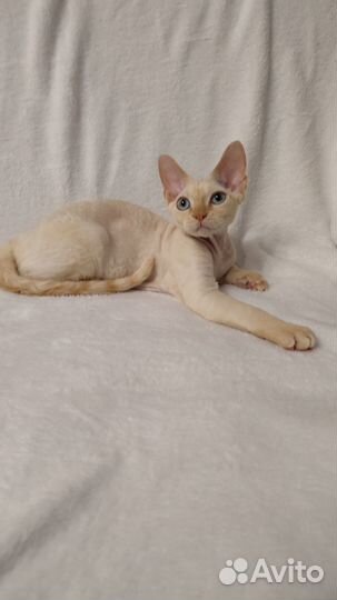 Котята девон-рекс