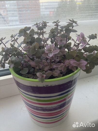 Коллизия