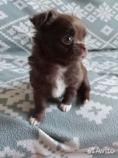 Щенки чихуахуа длинношерстные
