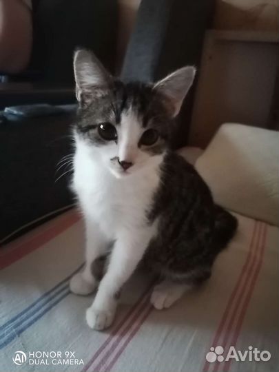 Кот-Обормот