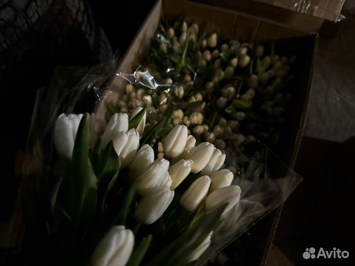Тюльпаны оптом