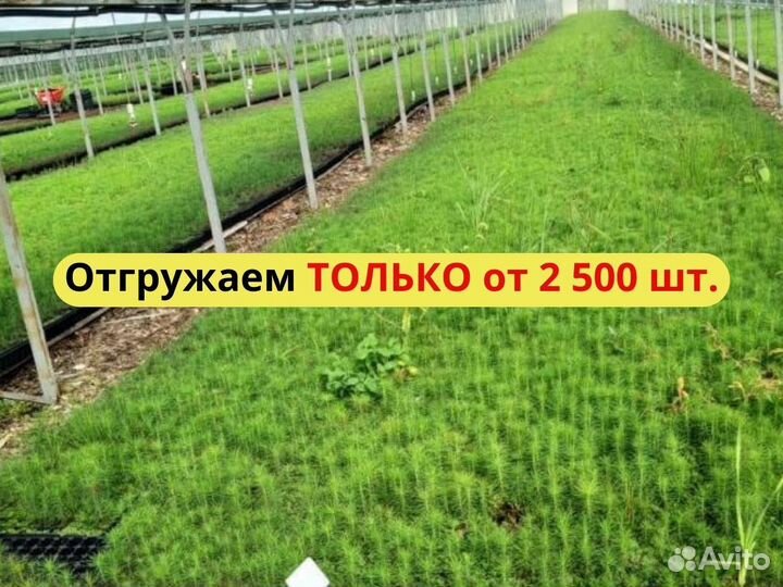 Саженцы ели европейской зкс от производителя