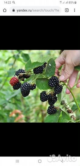 Ежевика безигольчатая