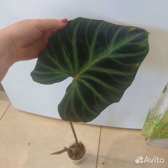 Филодендроны